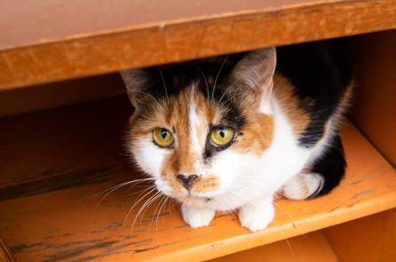 Mèo con Trung Quốc ‘vượt biên trái phép’ để đến Hoa Kỳ trong một khoang hàng