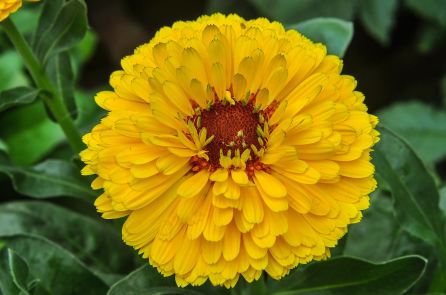 Cúc kim tiền: Bài thuốc cổ xưa cho da, miệng và hỗ trợ điều trị ung thư