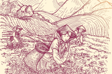 Sản phẩm trà qua các cách chế biến