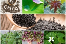 7 loại cây thông dụng chữa táo bón