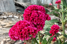 Sự thật là sự thật nào?