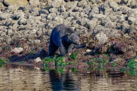 Gấu mẹ cõng 2 con bơi qua hồ nước, cảnh tượng vô cùng thích thú