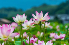 Khi không thể chịu đựng được nữa, hãy nghĩ đến ‘Định luật Hoa Sen’