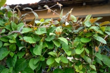 Lá mơ lông: Giảm đau xương khớp, tốt cho tiêu hóa và phụ nữ sau sinh