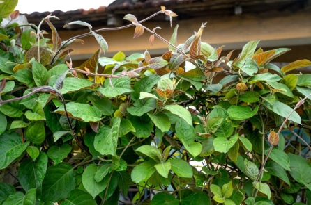 Lá mơ lông: Giảm đau xương khớp, tốt cho tiêu hóa và phụ nữ sau sinh