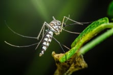 UAV thả muỗi xuống Hawaii vì những lý do bạn có thể không ngờ tới