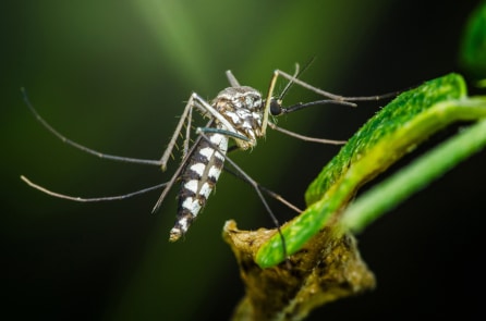 UAV thả muỗi xuống Hawaii vì những lý do bạn có thể không ngờ tới