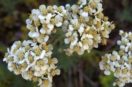 Cỏ thi: Phương thuốc cổ xưa giúp an thần, giảm đau và cầm máu