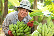 Việt Nam chiếm thị phần chuối của Philippines tại Nhật Bản