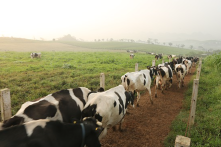 Thị trường sữa phát triển nóng, tại sao nhiều vùng nuôi bò sữa trên đà phá sản?