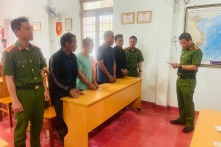 Khởi tố 4 người cưa hạ trái phép 68 cây thông cổ thụ ở Lâm Đồng