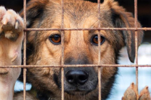 Ấn Độ: Chiến thắng pháp lý nhân đạo bảo vệ ngôi nhà New Delhi của chó hoang