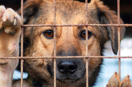 Ấn Độ: Chiến thắng pháp lý nhân đạo bảo vệ ngôi nhà New Delhi của chó hoang