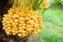 8 lợi ích sức khỏe khi ăn quả chà là