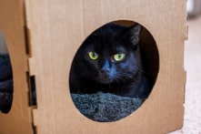 Vòng cổ AI giúp chủ nuôi phát hiện mèo đang căng thẳng