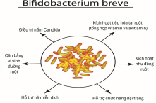 Lợi khuẩn đầu tiên chịu kháng sinh phổ rộng