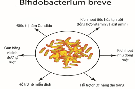 Lợi khuẩn đầu tiên chịu kháng sinh phổ rộng