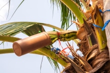 Đường dừa: Chống viêm, bảo vệ tim mạch, giàu dinh dưỡng