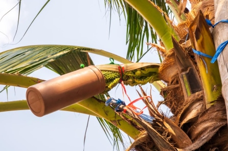 Đường dừa: Chống viêm, bảo vệ tim mạch, giàu dinh dưỡng