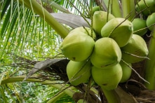 Xuất khẩu dừa tăng mạnh 40%, Mỹ soán ngôi số 1