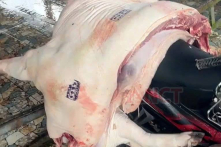 Cần Thơ: Thịt lợn đóng mộc an toàn nhiễm dịch tả lợn châu Phi
