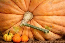 Tại sao bí ngô có thể phát triển khổng lồ, nặng hàng nghìn kg?