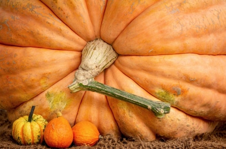 Tại sao bí ngô có thể phát triển khổng lồ, nặng hàng nghìn kg?