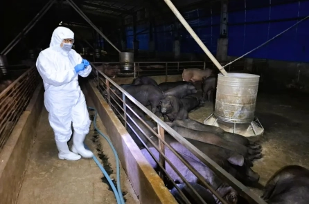 Điều gì xảy ra nếu bạn ăn thịt lợn bị nhiễm dịch tả lợn châu Phi?