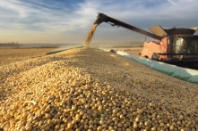 Đậu nành trở thành tâm điểm thương chiến, nông dân Mỹ chuyển hướng ra thị trường ngoài Trung Quốc