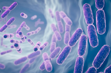 Vi khuẩn đường ruột chi phối hoạt động chuyển hóa