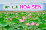 dinh luat hoa sen