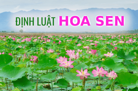 [VIDEO] Khi không thể chịu đựng được nữa, hãy nghĩ đến ‘Định luật Hoa Sen’