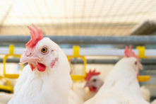 Ca tử vong đầu tiên do cúm gia cầm H5N5 ở tiểu bang Washington