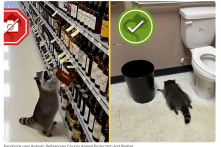 Gấu mèo gây sốt: Uống rượu trong tiệm rồi ngủ ngon lành ở phòng vệ sinh