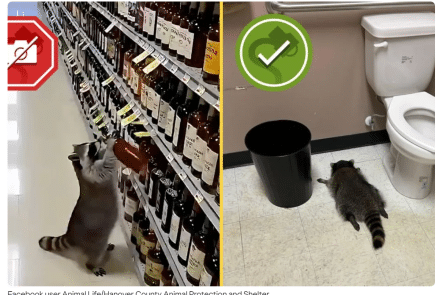 Gấu mèo gây sốt: Uống rượu trong tiệm rồi ngủ ngon lành ở phòng vệ sinh