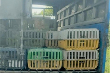 Đồng Tháp phát hiện vận chuyển hơn 600kg mèo không rõ nguồn gốc