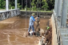 Xác heo động vật thối rữa tràn lan trên kênh dẫn nước vào hồ Dầu Tiếng