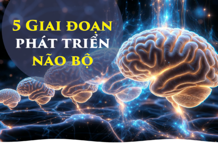 Khoa học đã xác định 5 giai đoạn phát triển não bộ con người trong suốt cuộc đời