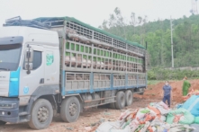 Phát hiện ô tô chở hơn 15 tấn heo nhiễm dịch tả lợn châu Phi đi bán dịp cận Tết