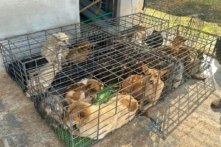 Vụ trộm 5.200 con chó thu lợi 2,6 tỷ đồng: Công an kêu gọi nhận lại tài sản