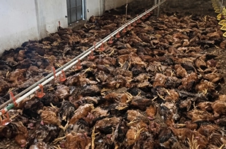 Hơn 5.000 con gà chết ngạt do mất điện, chủ trại thiệt hại gần 750 triệu đồng 