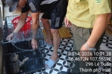 Người dân cứu một cá thể khỉ mặt đỏ mắc bẫy, phải tháo khớp chân 