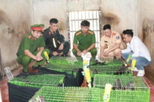 Phát hiện xe khách chở 181 con khỉ, 16 con rái cá, 14 chim hồng hoàng 